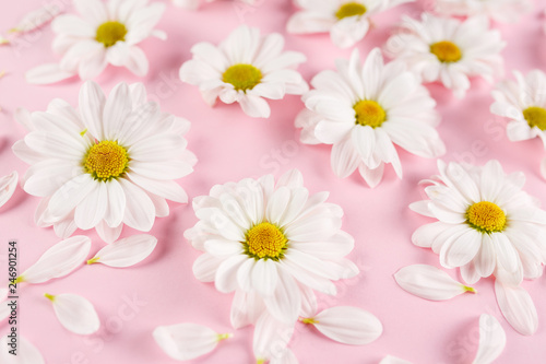 White daisies flowers. © VAKSMANV