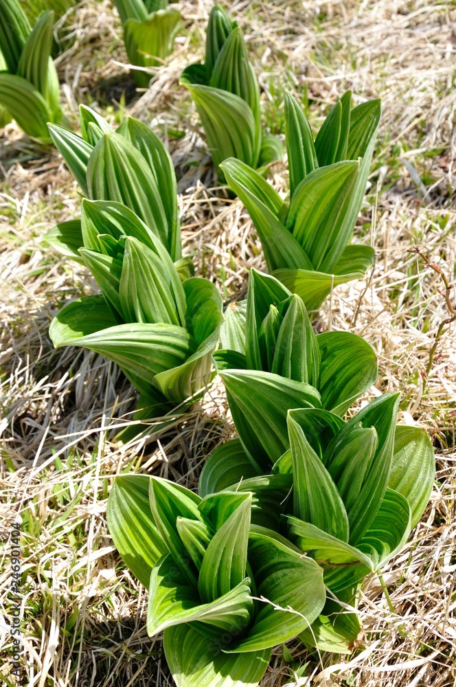 Obraz premium オオバイケイソウの芽吹き
