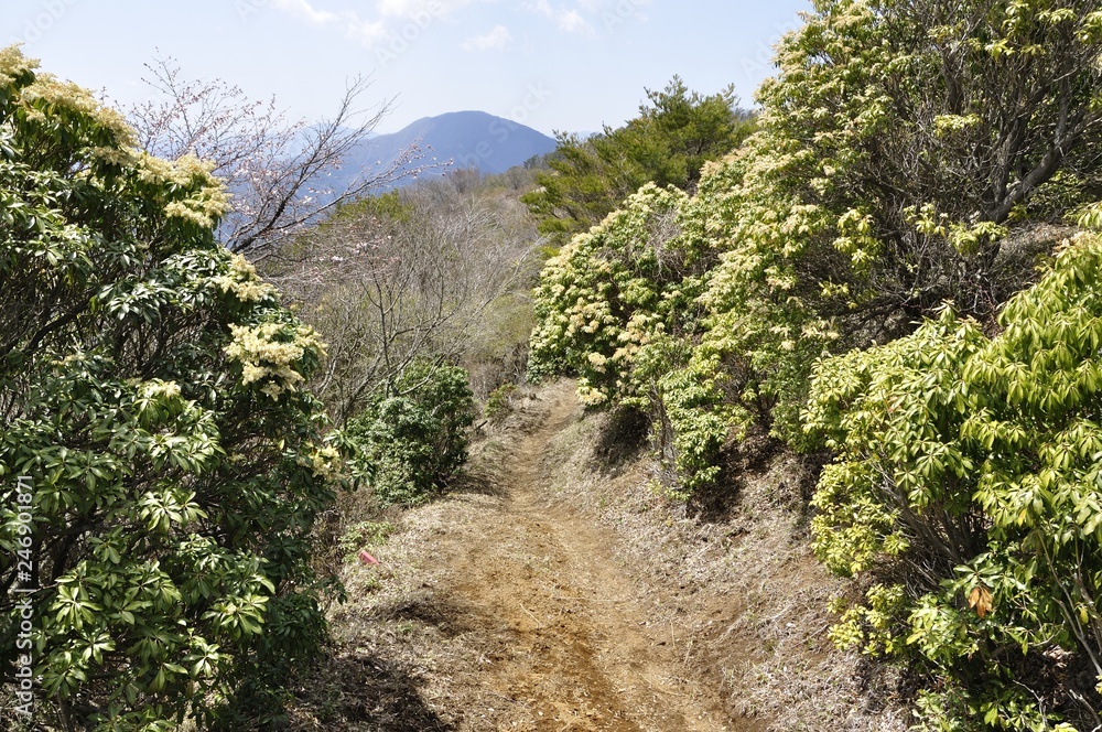 アセビの道から望む大室山 アセビの道から望む大室山