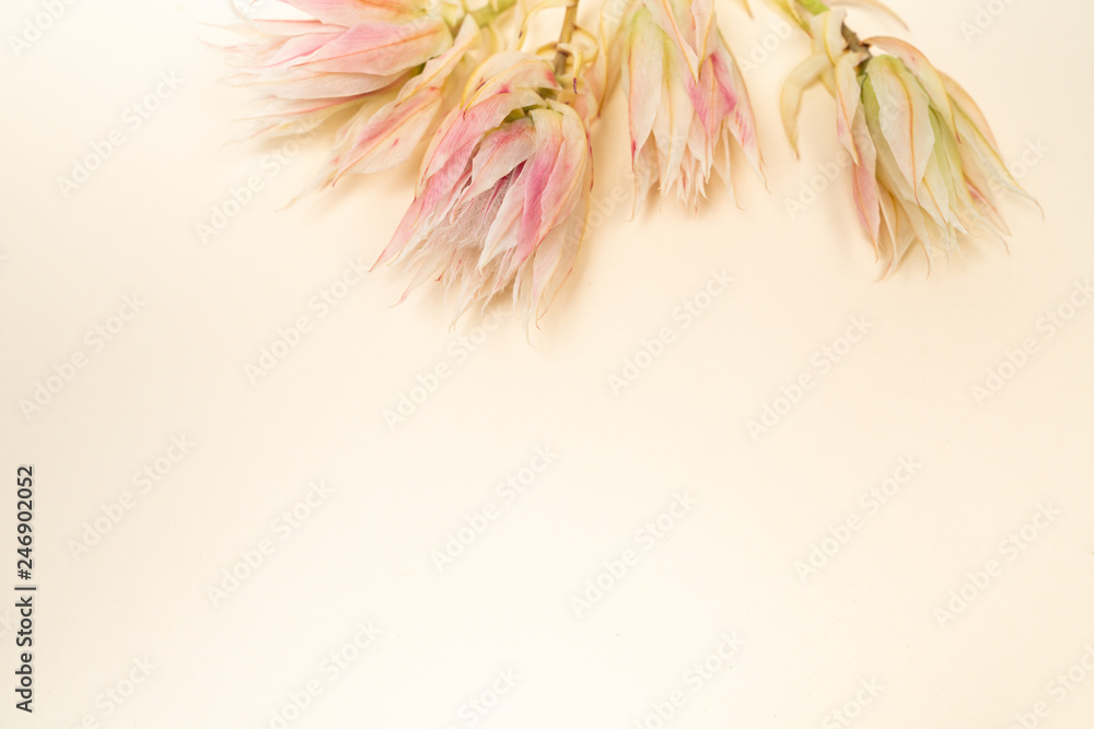 Fresh blush blooms on light cream color background floral flat lay Stock  Photo | Adobe Stock