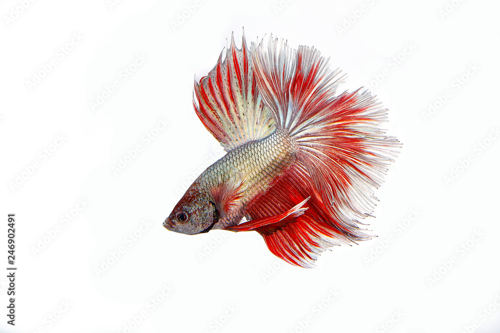 Fototapeta premium Colourful Beta fighter fish