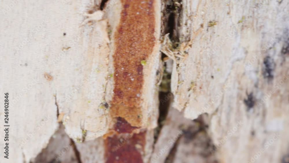 22218_The_thin_breaks_on_the_bark_of_the_birch_tree_on_a_macro_shot.mov 22218_The_thin_breaks_on_the_bark_of_the_birch_tree_on_a_macro_shot.mov