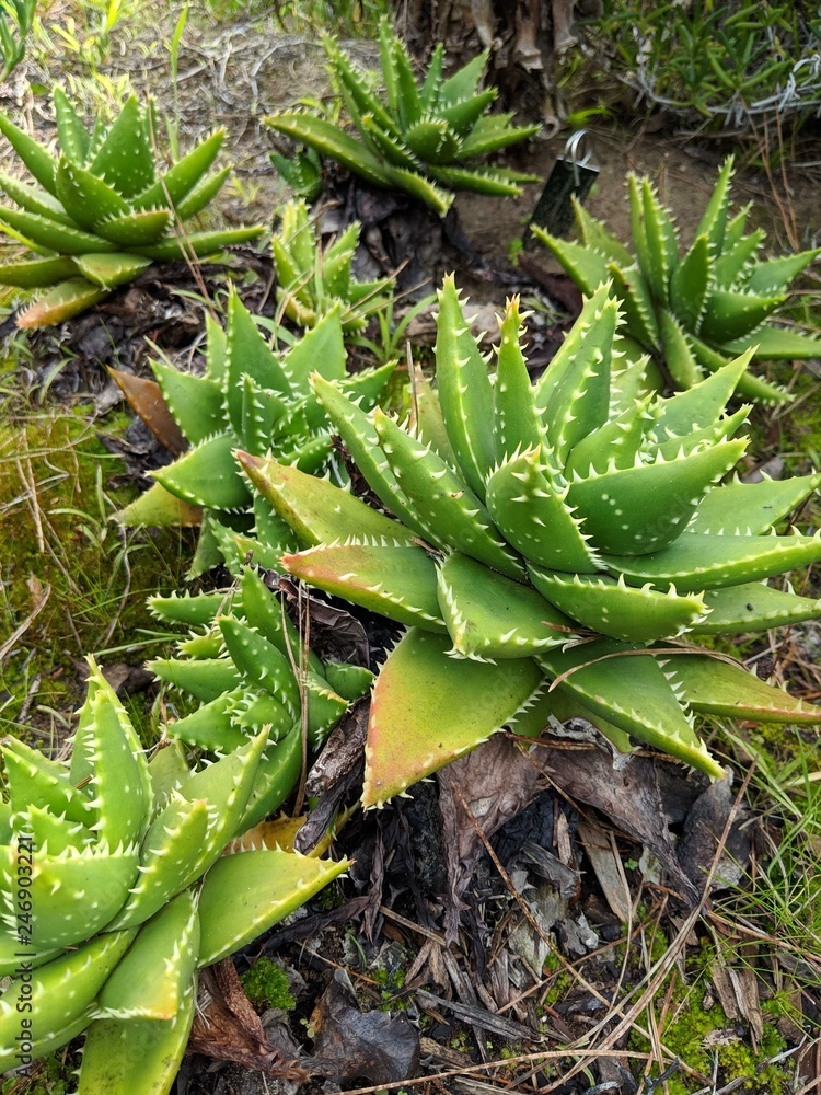 Obraz premium spiky succulents
