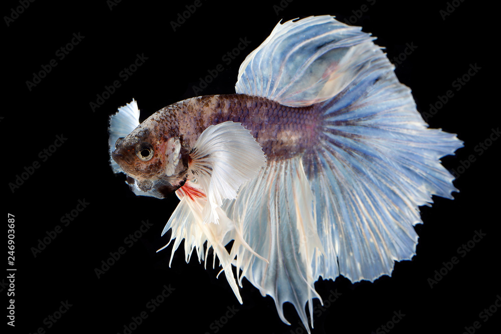 Colourful Beta fighter fish Colourful Beta fighter fish