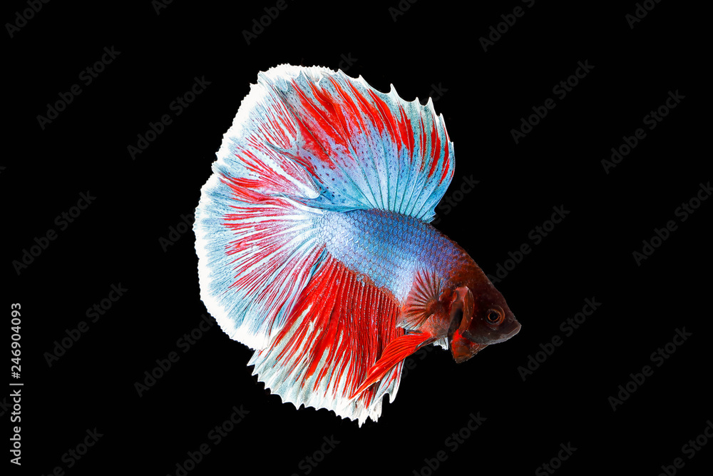 Colourful Beta fighter fish Colourful Beta fighter fish