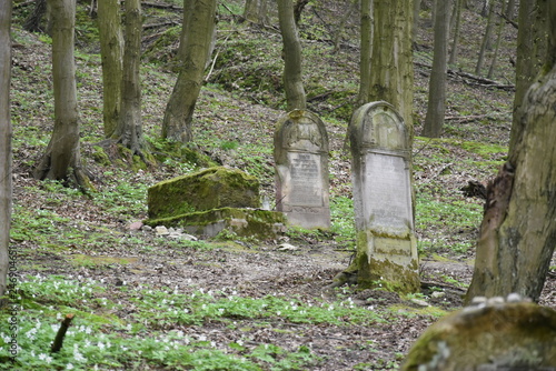 Kazimierz Dolny, cmentarz żydowski, kirkut Czerniawy