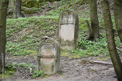 Kazimierz Dolny, cmentarz żydowski, kirkut Czerniawy photo