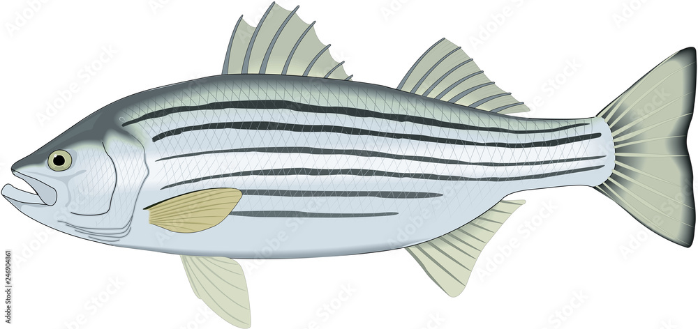 Striped Bass Vector Illustration Stock Vector
