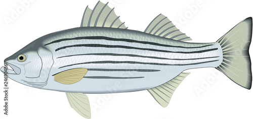 Striped Bass Vector Illustration photo