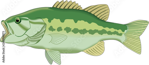 animal, animals, barracuda, fish, illustration, life, marine, ocean, predator, sea, swim, swimming, water, vector