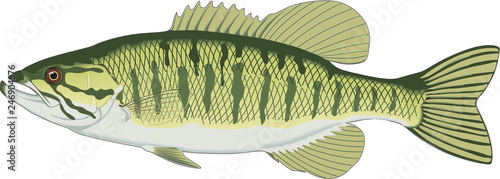 Small Mouth Bass Vector Illustration photo