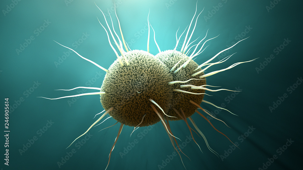 Fototapeta premium bakteria Neisseria gonorrhoeae, rzeżączka