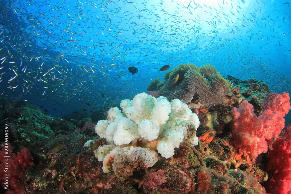Coral bleaching climate change - obrazy, fototapety, plakaty 