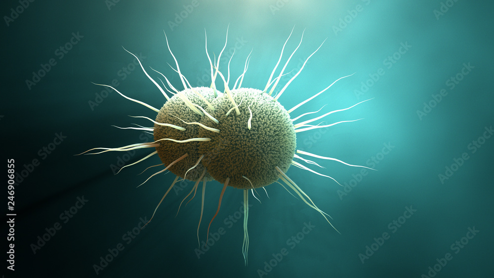 Fototapeta premium bakteria Neisseria gonorrhoeae, rzeżączka