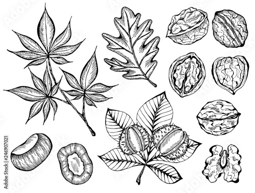 Vector illustration of set ink sketch hand drawn walnut plant, chestnuts, Autumn leaves. Farmer market design. Vintage, retro style. Whole, half nuts seed. Healthy food, organic, Fall, Engraved.