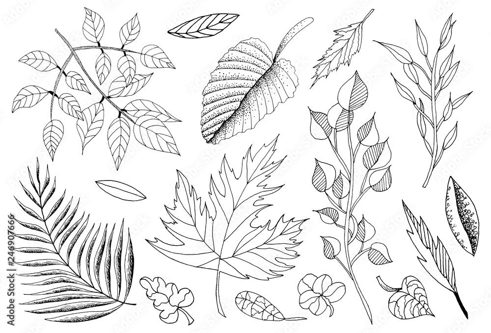 Vector illustration of hand drawn set of sketch leaves. Ink leaf. Retro and vintage style. Spring, Autumn, Fall or Summer leaves.