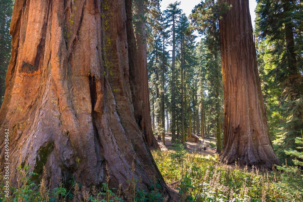 Beautiful view of giants sequoias in Mariposa Grove Park, the oldest living beings on the planet - Wawona, California - USA Beautiful view of giants sequoias in Mariposa Grove Park, the oldest living beings on the planet - Wawona, California - USA