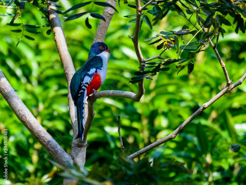 Cuban Trogon Portrait in Winter photo