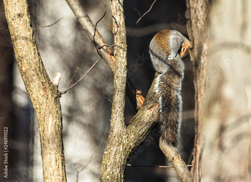 squirrel in the woods