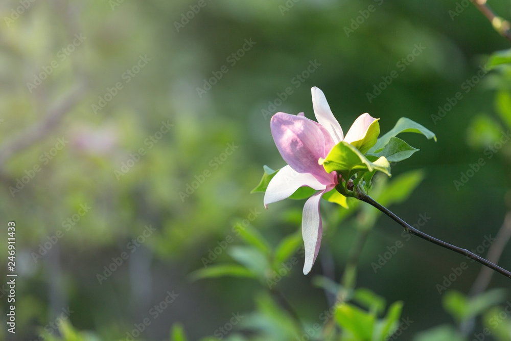 Close up violet pink magnolia flowers with sunlight. Beautiful blossomed branches with green leaves in spring. Magnolia flower blooming tree. Nature, spring background
