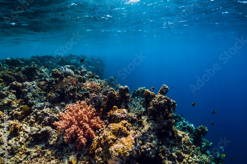 Fototapeta Naklejka Na Ścianę i Meble -  Wildlife in underwater with reef, corals and tropical fish.