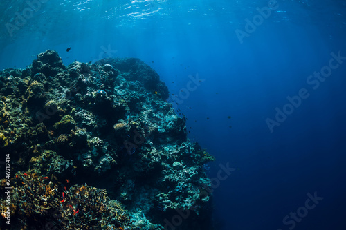 Wildlife in underwater with reef  corals and tropical fish.