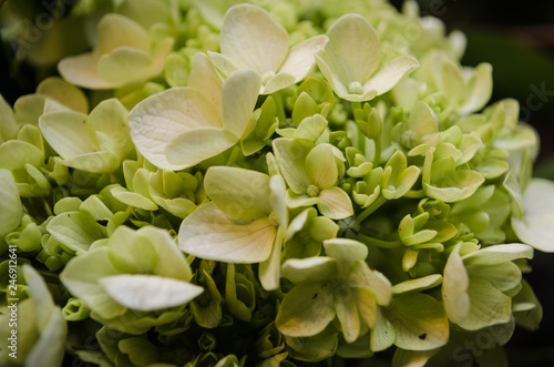 close up of beautiful floral arrangement, floral wedding arrangement