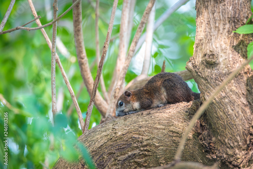 A squirrel living on big tree with green leaves background