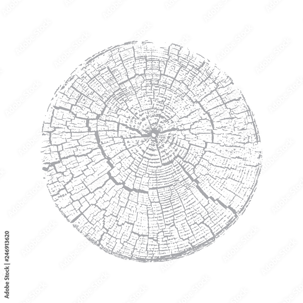 Wood texture of growth ring pattern from a slice of tree. Cut light gray wooden stump isolated on white.