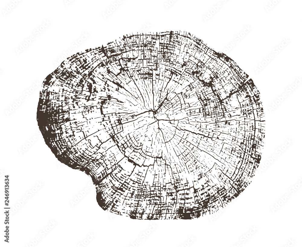 Wood texture of growth ring pattern from a slice of tree. Cut monotone wooden stump isolated on white.