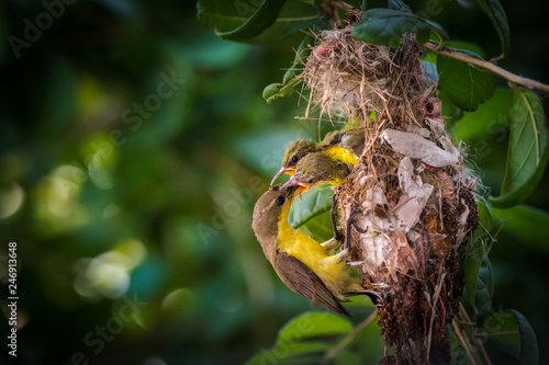 A Bird back to nest with food for take care and feeding newbaby birds in nest on green trees with blur green tree leaves background © APchanel