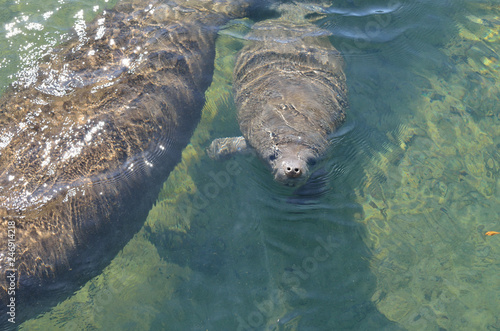 Curious baby manatee in clear Florida spring water