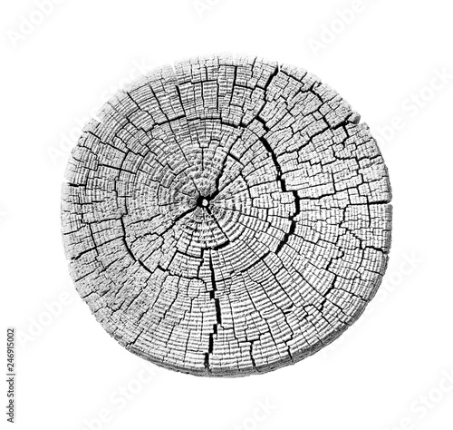 Black and white wood texture of growth ring pattern from a slice of tree. Cut monotone wooden stump isolated on white.