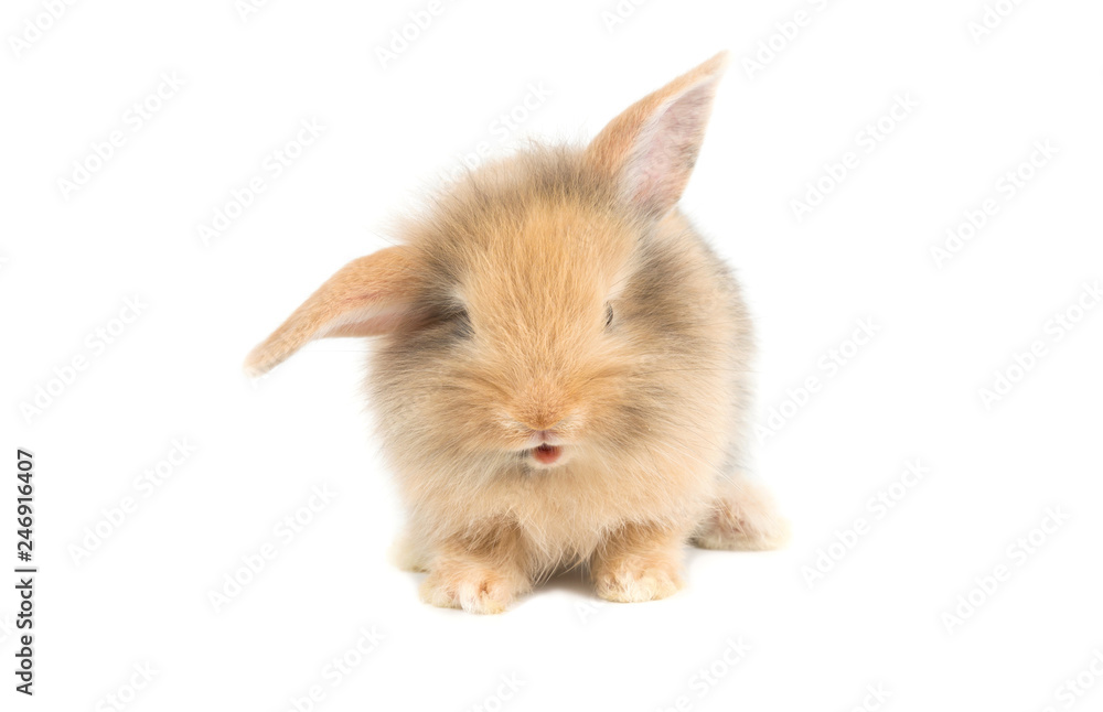 Brown adorable baby rabbit on white background Brown adorable baby rabbit on white background
