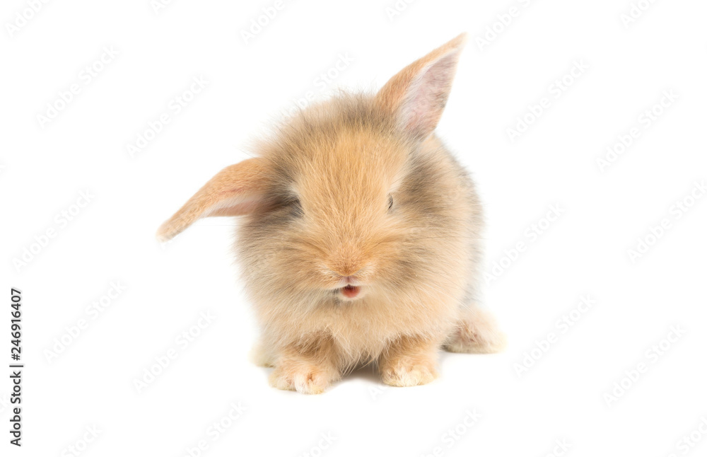 Brown adorable baby rabbit on white background