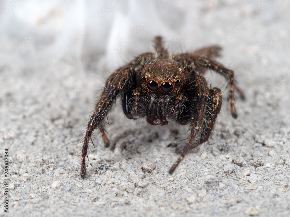Macro Photo of Jumping Spider on White Floor Macro Photo of Jumping Spider on White Floor