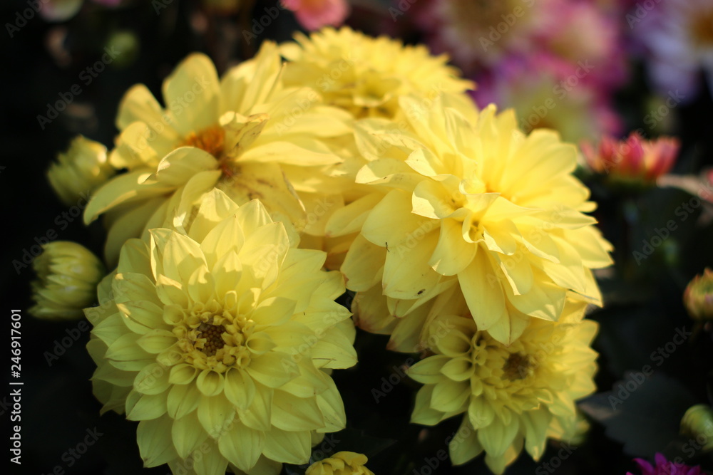 Several Beautiful Flowers Several Beautiful Flowers