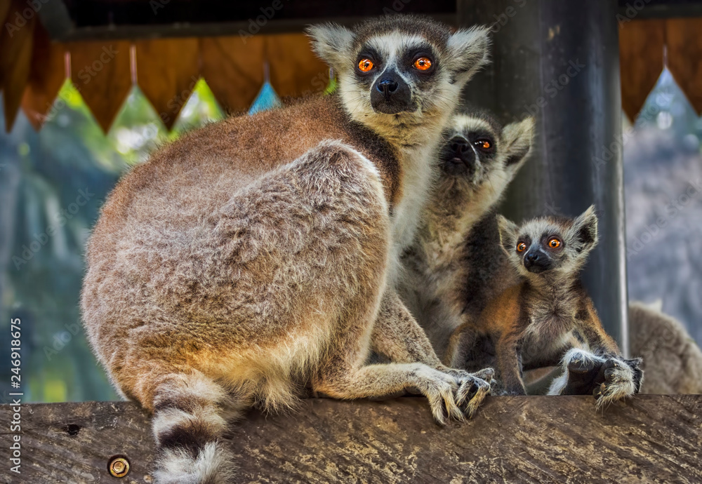 Obraz premium A family of ring-tailed Madagascan lemurs 