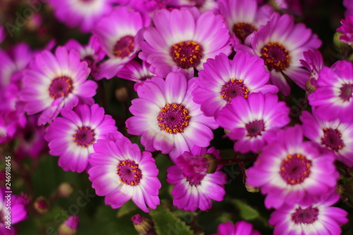 Several Beautiful Flowers