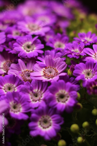 Several Beautiful Flowers