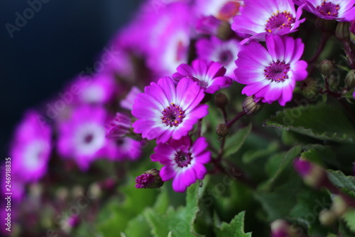 Several Beautiful Flowers