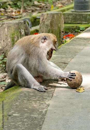 Long tailed macaque in sacred monkey forest in Ubud,Bali,Indonesia  © Imagevixen