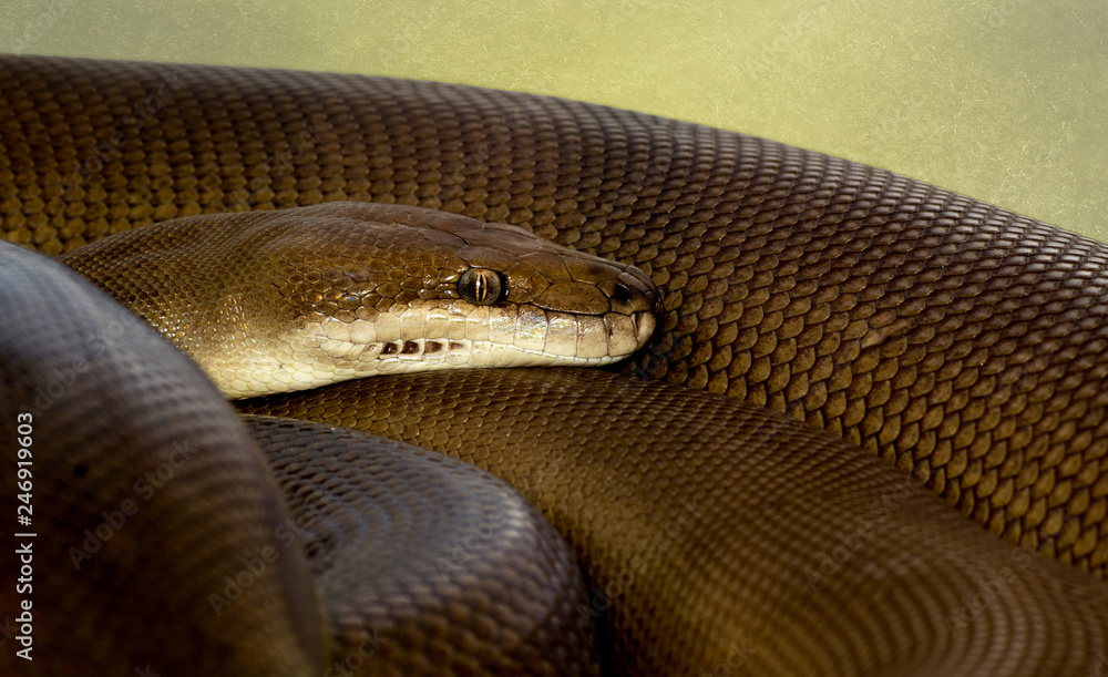 Close-up view of an Olive Python or Liasis olivaceus in Australia