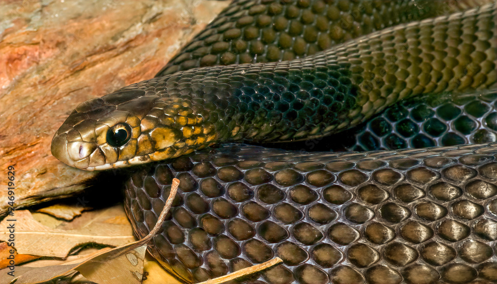 close up of an eastern brown snake