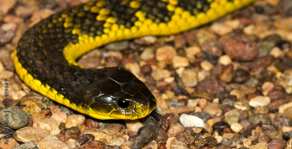 The Western Tiger Snake (Notechis scutatus occidentalis) Found in the southwest part of Western Australia. are a highly venomous snake species