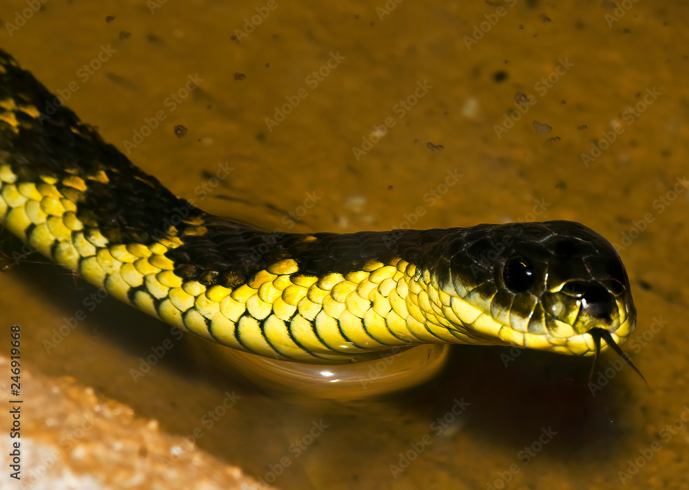 The Western Tiger Snake (Notechis scutatus occidentalis) Found in the