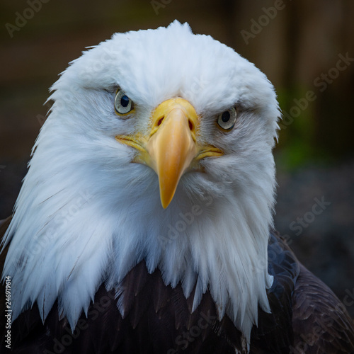 Staring Eagle Portrait