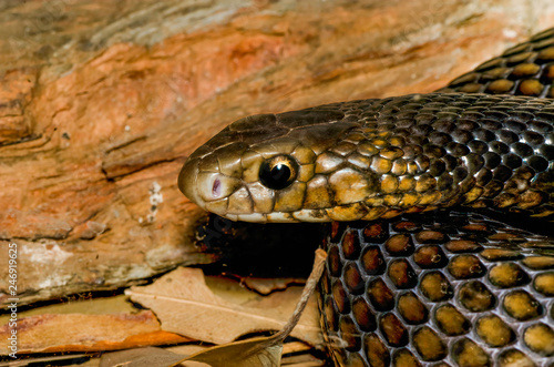 Obraz na płótnie close up of an eastern brown snake w salonie