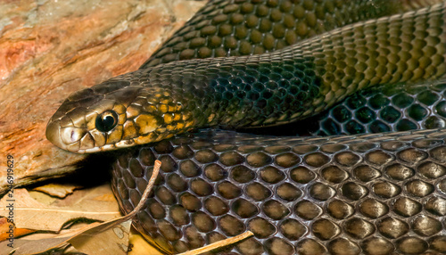 Obraz na płótnie close up of an eastern brown snake w salonie
