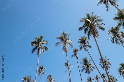 Coconut trees that view from below with bright sky in background in summer in Koh Mak Island at Trat, Thailand.